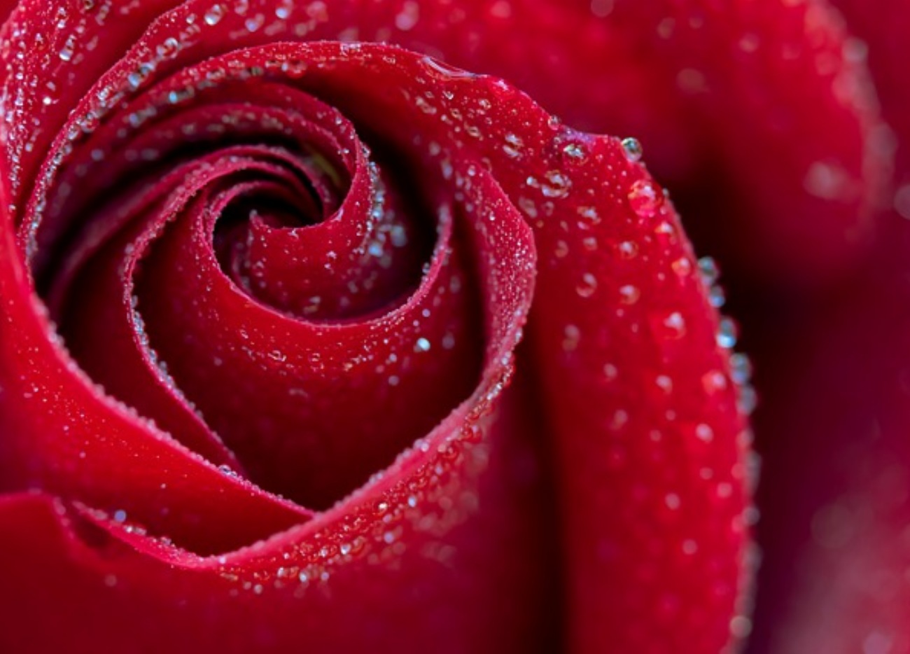 Attention, ne faites surtout pas cette erreur avec vos rosiers…