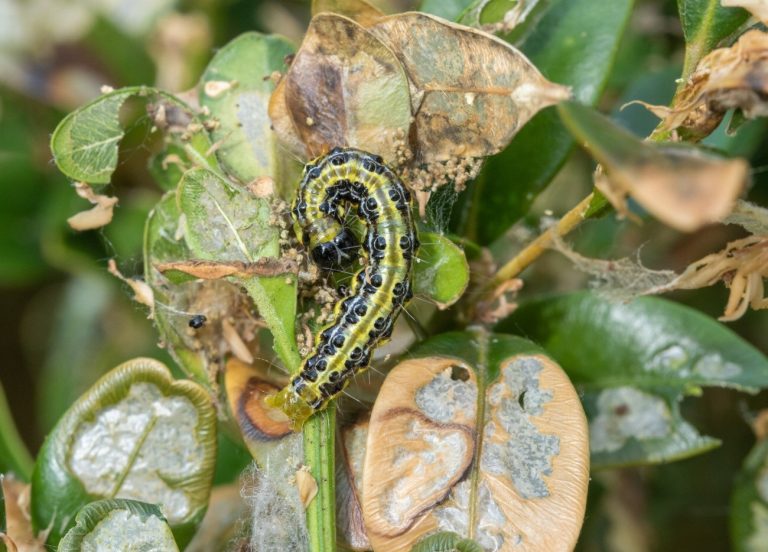 Comment protéger nos jardins de l’envahisseur silencieux qui…