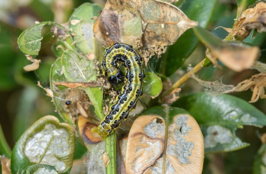 Comment protéger nos jardins de l’envahisseur silencieux qui dévaste les buis ?