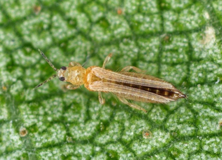 Découvrez l’astuce secrète pour éliminer les thrips et…