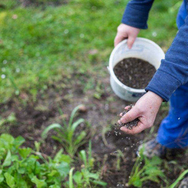 Découvrez le secret pour choisir le meilleur engrais vert…