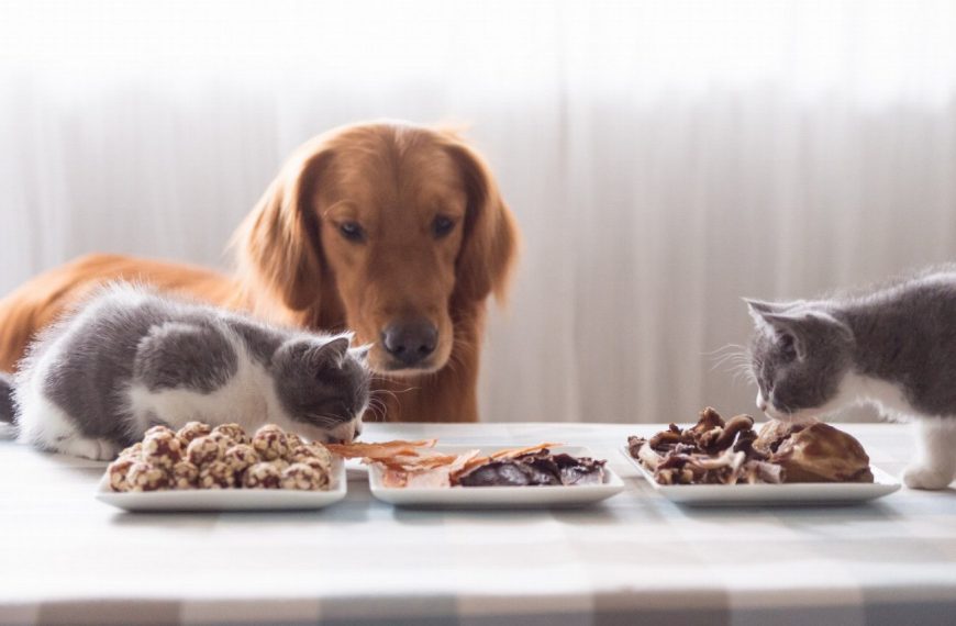Friandises et compléments alimentaires pour chiens et chats : comment bien les choisir ?