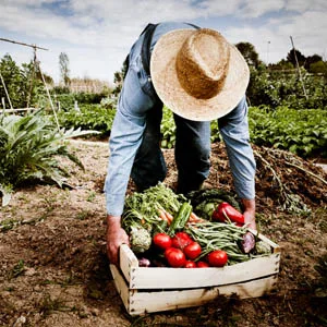 Potager et plantes, comment faire son jardin