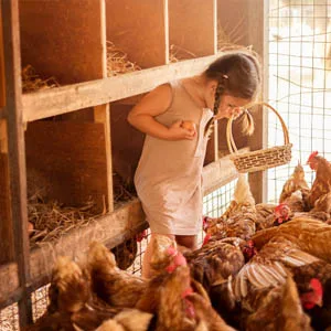 Elevage de poule, bien faire son poulailler