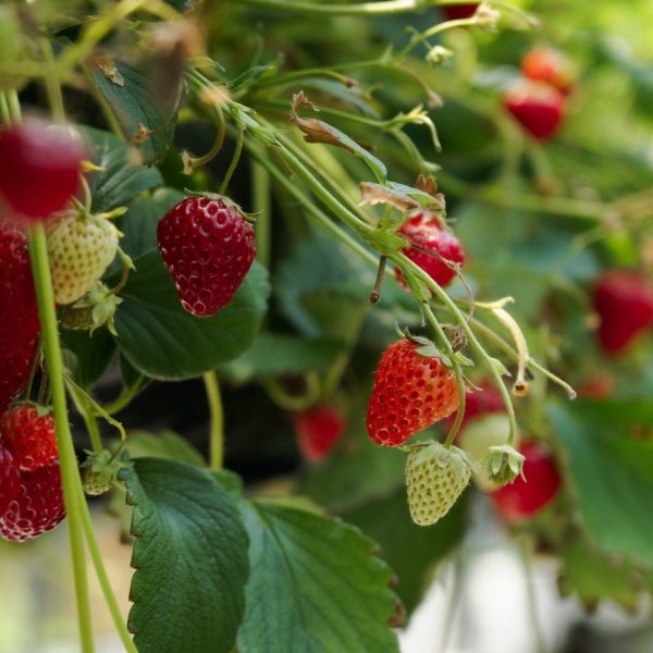 La variété de fraises qui pousse le mieux en…