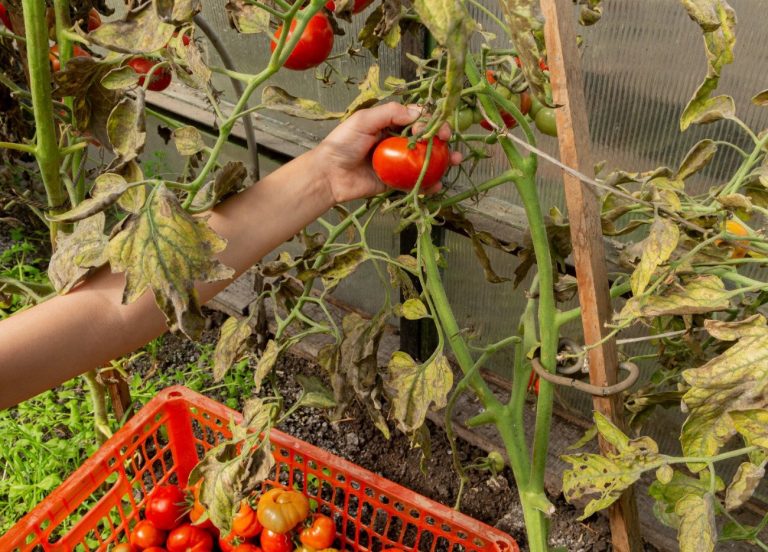 Mettez fin au mildiou de la tomate avec…