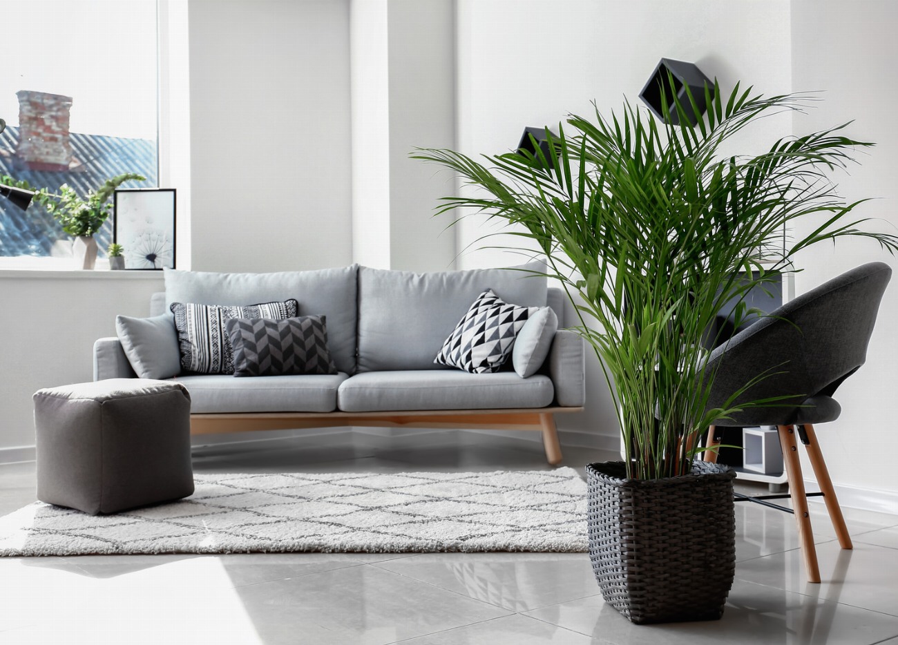 Pourquoi l’Areca Dypsis lutescens est-il la plante d’intérieur tendance pour…