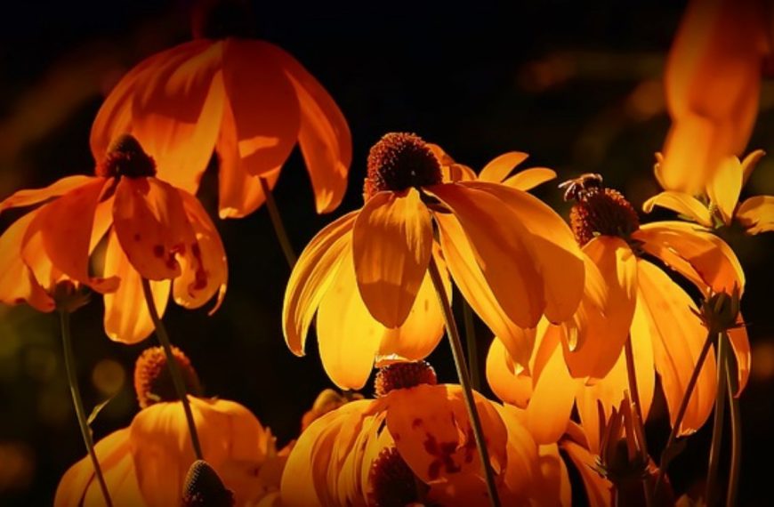 Quelles plantes incroyables peuvent protéger votre maison du froid et vous offrir une isolation naturelle dans votre jardin ?