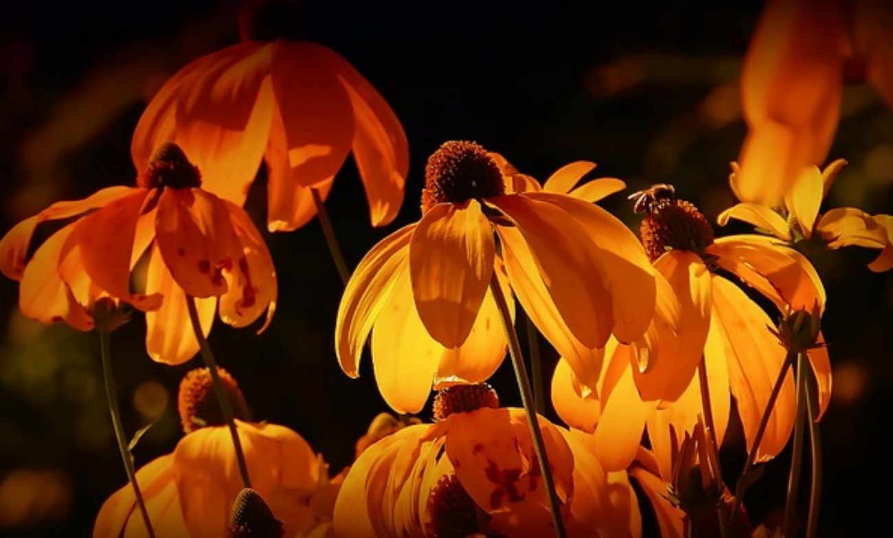 Quelles plantes incroyables peuvent protéger votre maison du froid et…